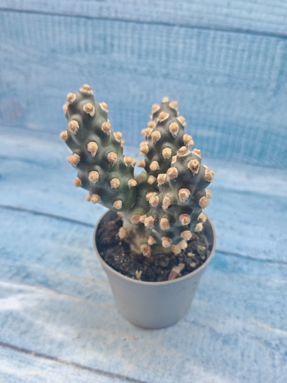 Tephrocactus Molinensis (Тефрокактус)