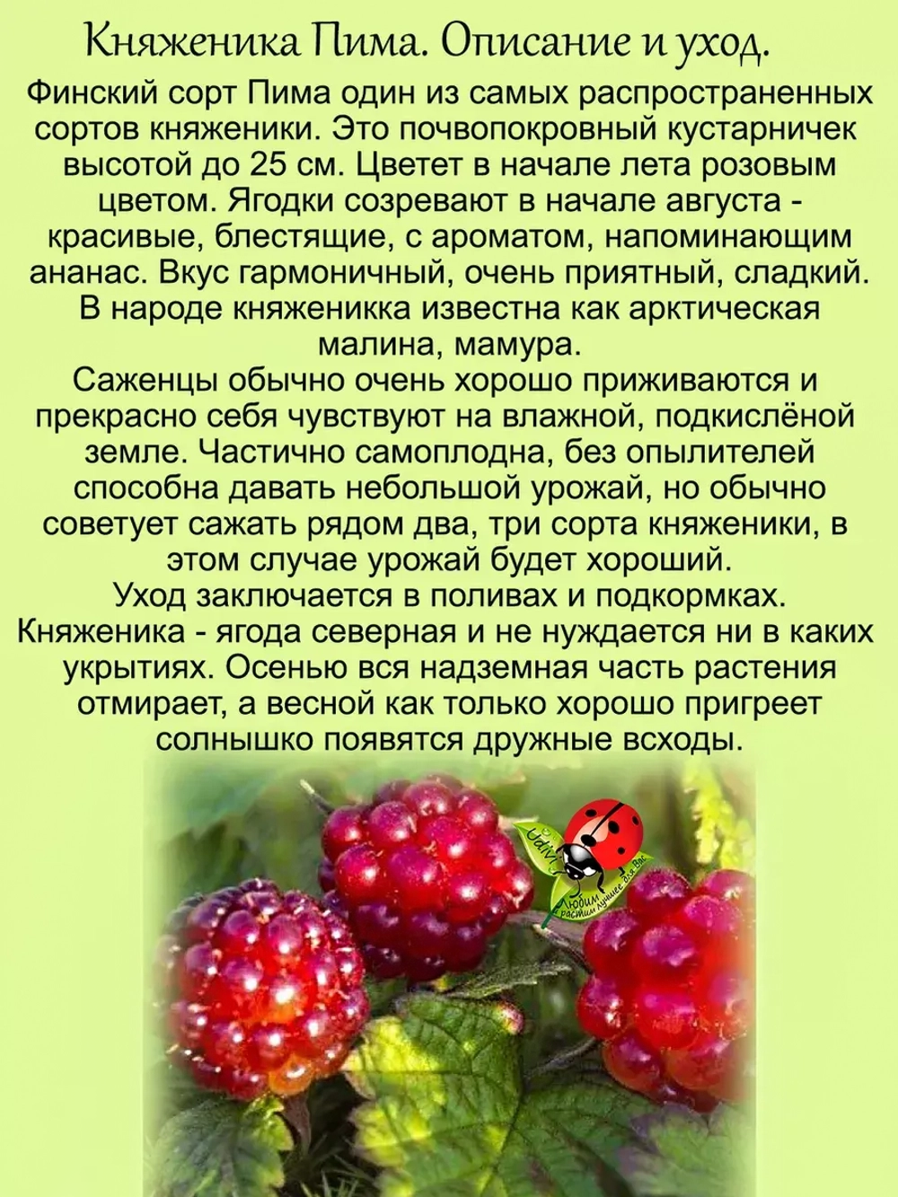 Княженика Пима полярная арктическая малина