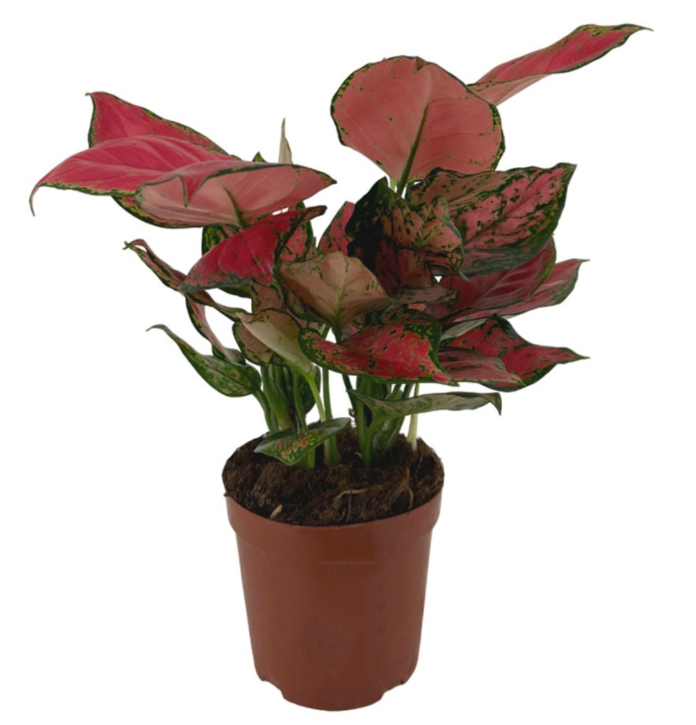 Аглаонема Ред Руи