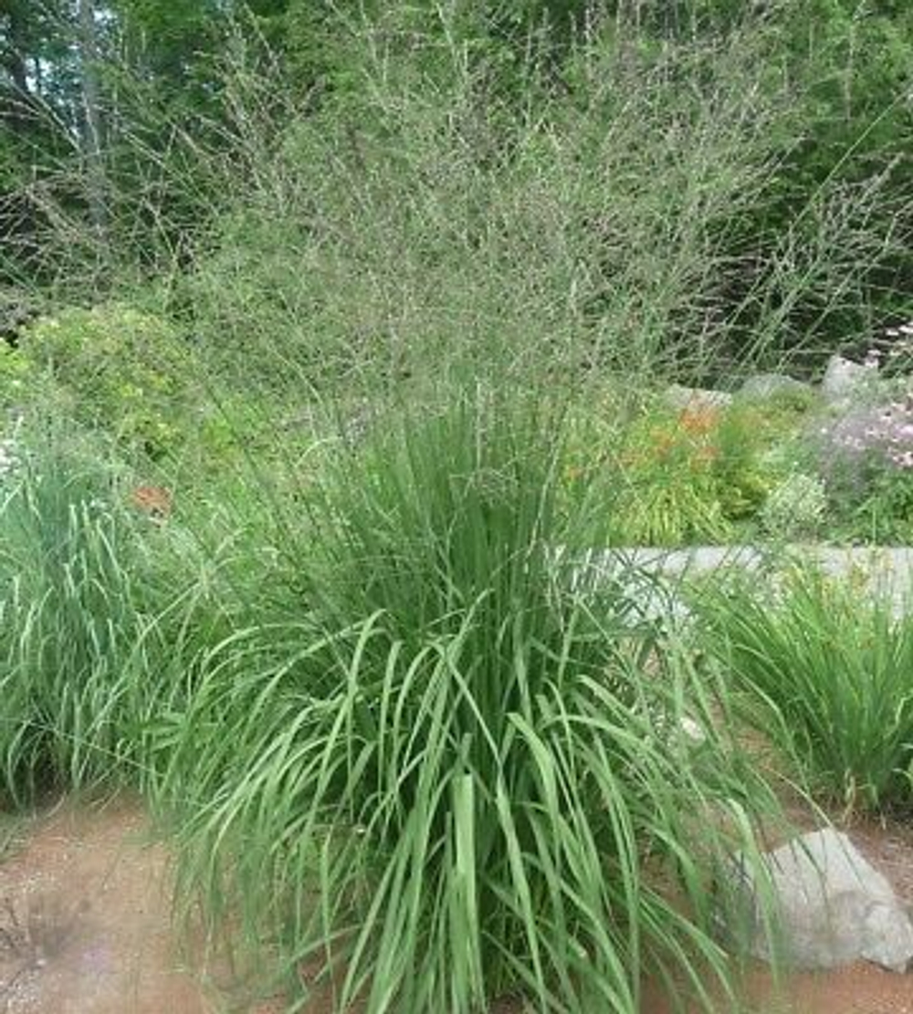 Молиния тростниковая "Fontane". Molinia caerulea ssp. arundinacea "Fontane".