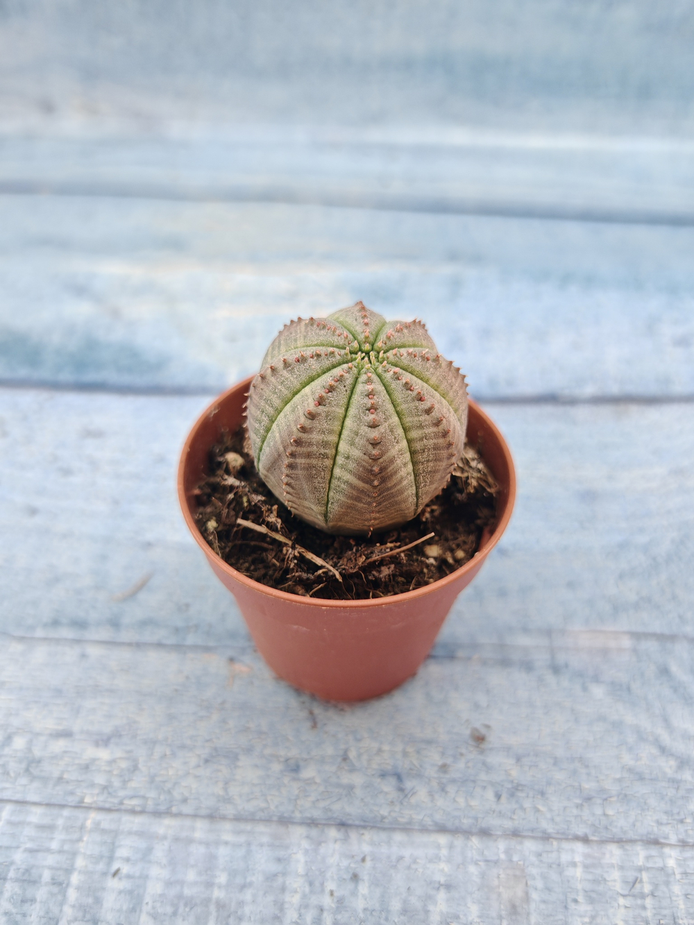Euphoria Obesa (Эуфорбия)