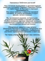 Гипсофила белая метельчатая не махровая