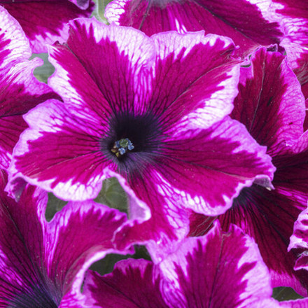 ЕВРО Петуния Crazytunia Cosmic Pink укорененный черенок ОКС март Koh