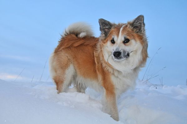 Чем опасны бродячие собаки зимой?