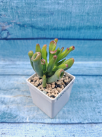 Сrassula Ovata Gollum (Крассула)