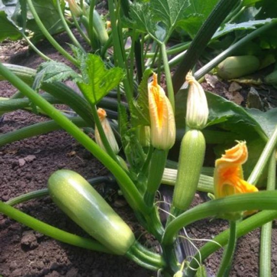 Балхаш F1 семена кабачка (Sakata / Саката) – фото 2