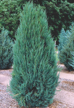 Можжевельник скальный Блю Арроу (Juniperus scopulorum Blue Arrow) р9 август 2026 г