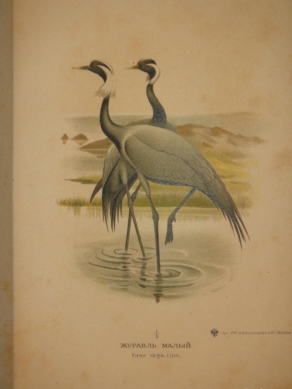 "Охотничьи и промысловые птицы Европейской России и Кавказа. В 2-х томах и Атласом". М.А.Мензбир. 1902г.