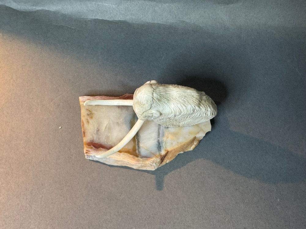 Мамонт шерстистый