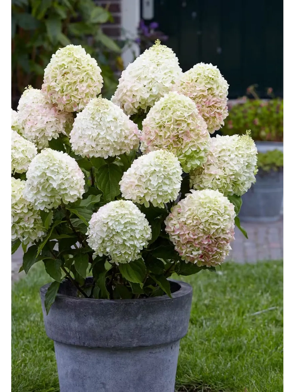 Гортензия метельчатая Канди Лав