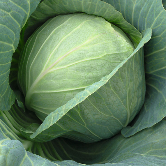 Хинова F1 семена капусты белокочанной (Bejo / Бейо) – фото 2