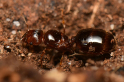 Муравьи Pheidole sp.2 big (Самые крупные Pheidole)