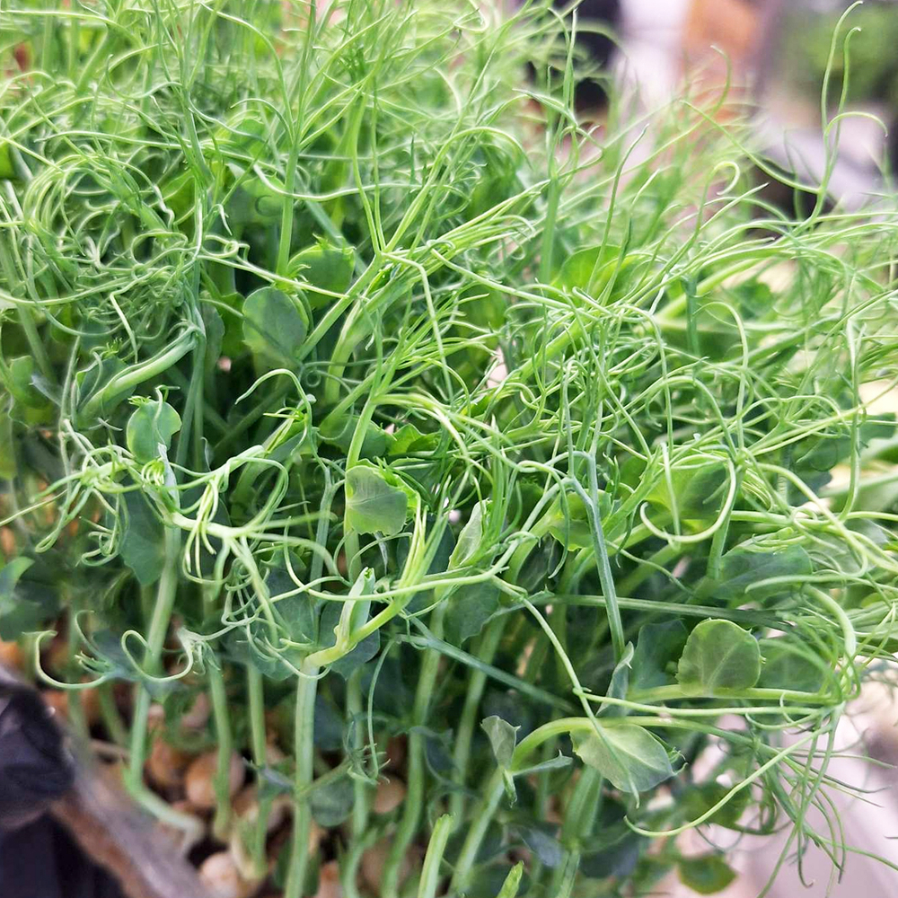 Микрозелень Горох (100гр упак)