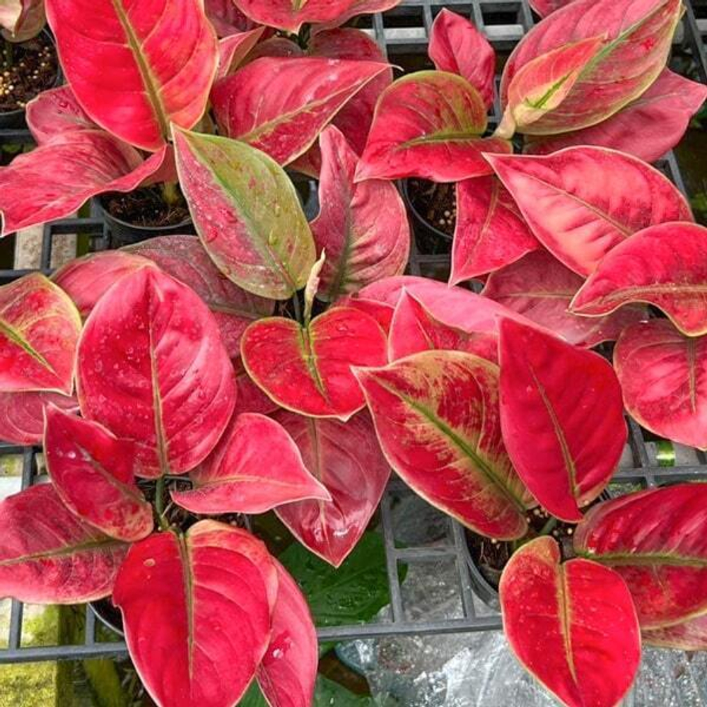 Аглаонема AYUNINDI / HHHR MUTATION