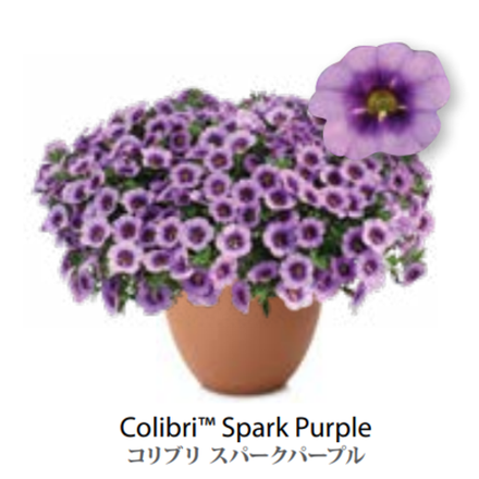 ЕВРО Calibrachoa Colibri Spark Purple укорененный черенок середина декабря 25