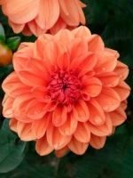 Георгин бордюрный Оранж Наггет