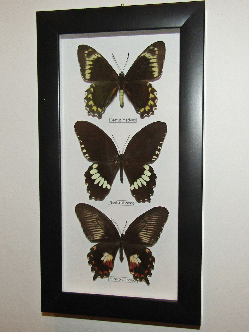 Бабочка Парусники в рамке