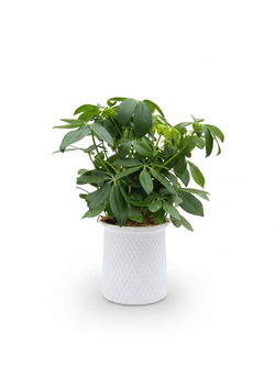 Шеффлера д.11, в горшке с автополивом