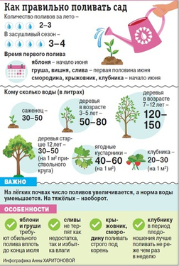 Полив плодового сада в жару: главные правила для сибирского лета