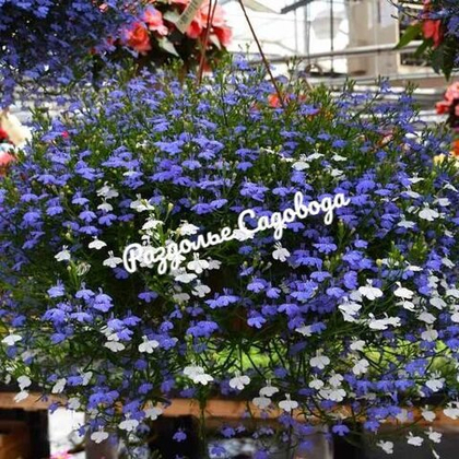 Лобелия каскадная