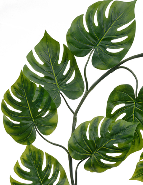 Монстера лиана