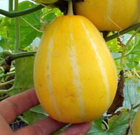 Корейская Ранняя Холодостойкая Мини Дыня Chamoe (참외)