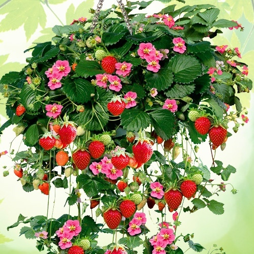 С-141 уникальный ремонтантный ампельный сорт, цветы насыщенно-розового цвета