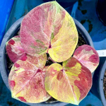 Каладиум THONG LANGPHRA