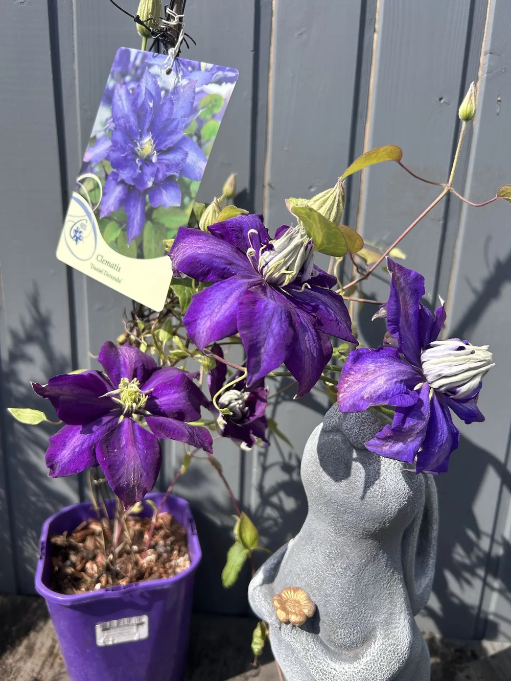 Клематис гибридный Даниель Деронда Закупка М33 апрель 2026 цена 2550