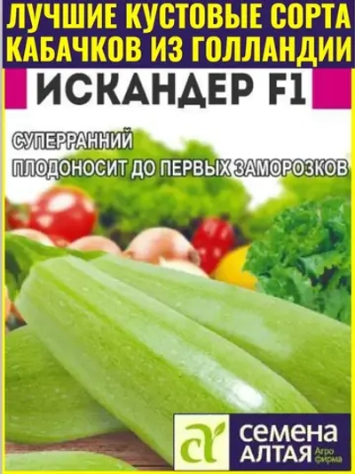 Семена кабачков кустовых ранних Искандер F1