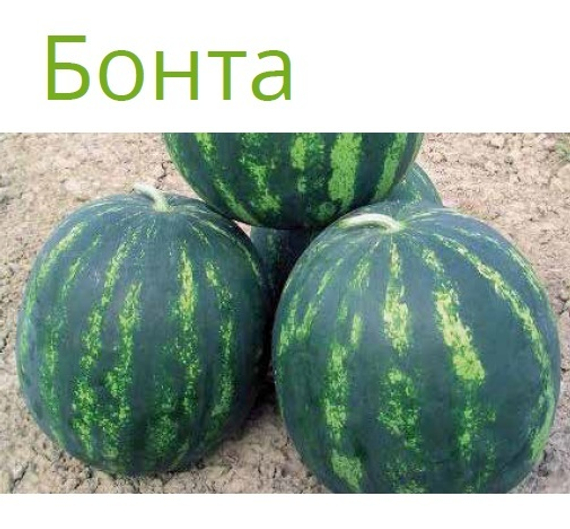 Бонта F1 семена арбуза  Seminis культура – фото 4