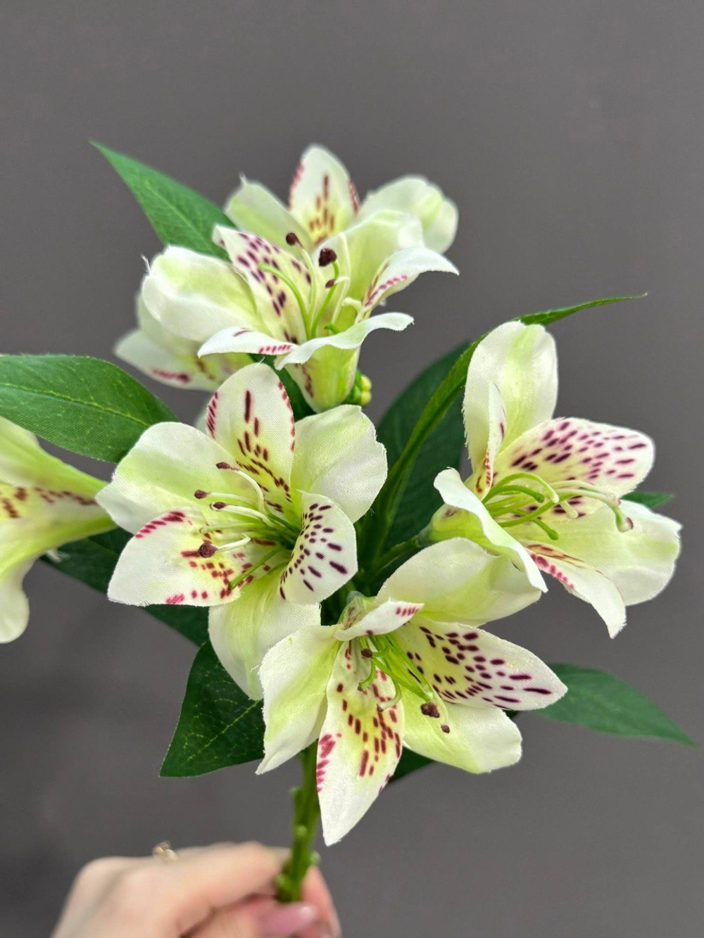 Альстромерия белая (h74 см)