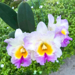 Орхидея ринхолелиокаттлея RLC. THAILAND WELCOME