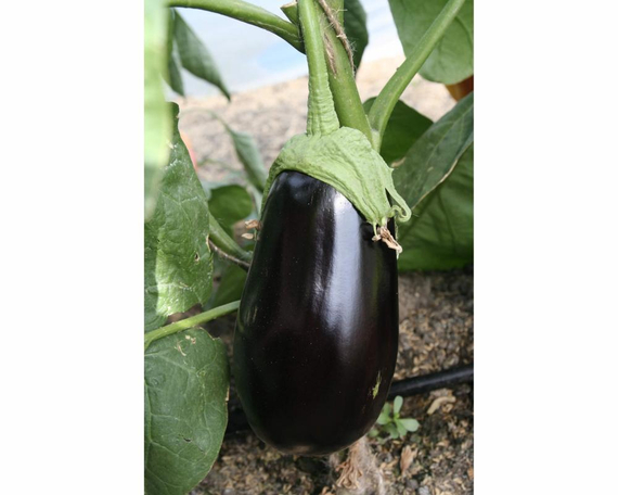 Боггарт F1 семена баклажана (Гавриш) плод – фото 2