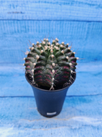 Gymnocalycium T-Rex Pink hybride (Гимнокалициум T-rex)