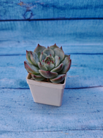 Echeveria Chihuahuensis (Эхеверия)