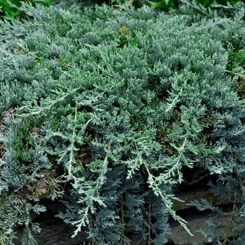 Можжевельник Вилтони Р9 10-15см*10-15 см Закупка М62 апрель-май 2026