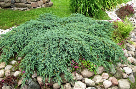 Можжевельник чешуйчатый Блю Карпет Р9 5см*20-30 см см Закупка М62 апрель-май 2026