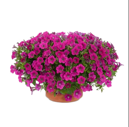 Петуния LITTLETUNIA ROSE