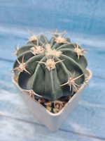 Stenocactus Coptonogonus (Стенокактус)