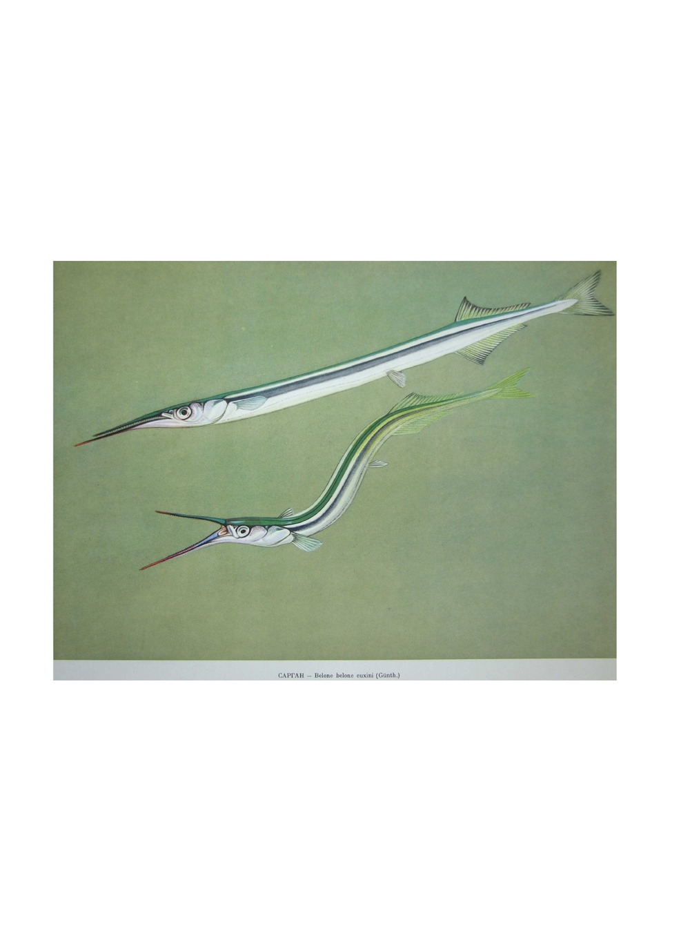 Промысловые рыбы СССР. Атлас черно-белых рисунков рыб | Л.С. Берг