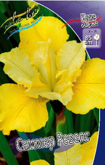 Ирис Сибирский Саммер Ревелс