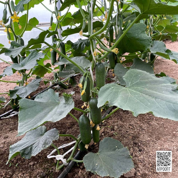 Кваял F1 семена огурца партенокарпического (Rijk Zwaan/Райк Цваан) культура – фото 2