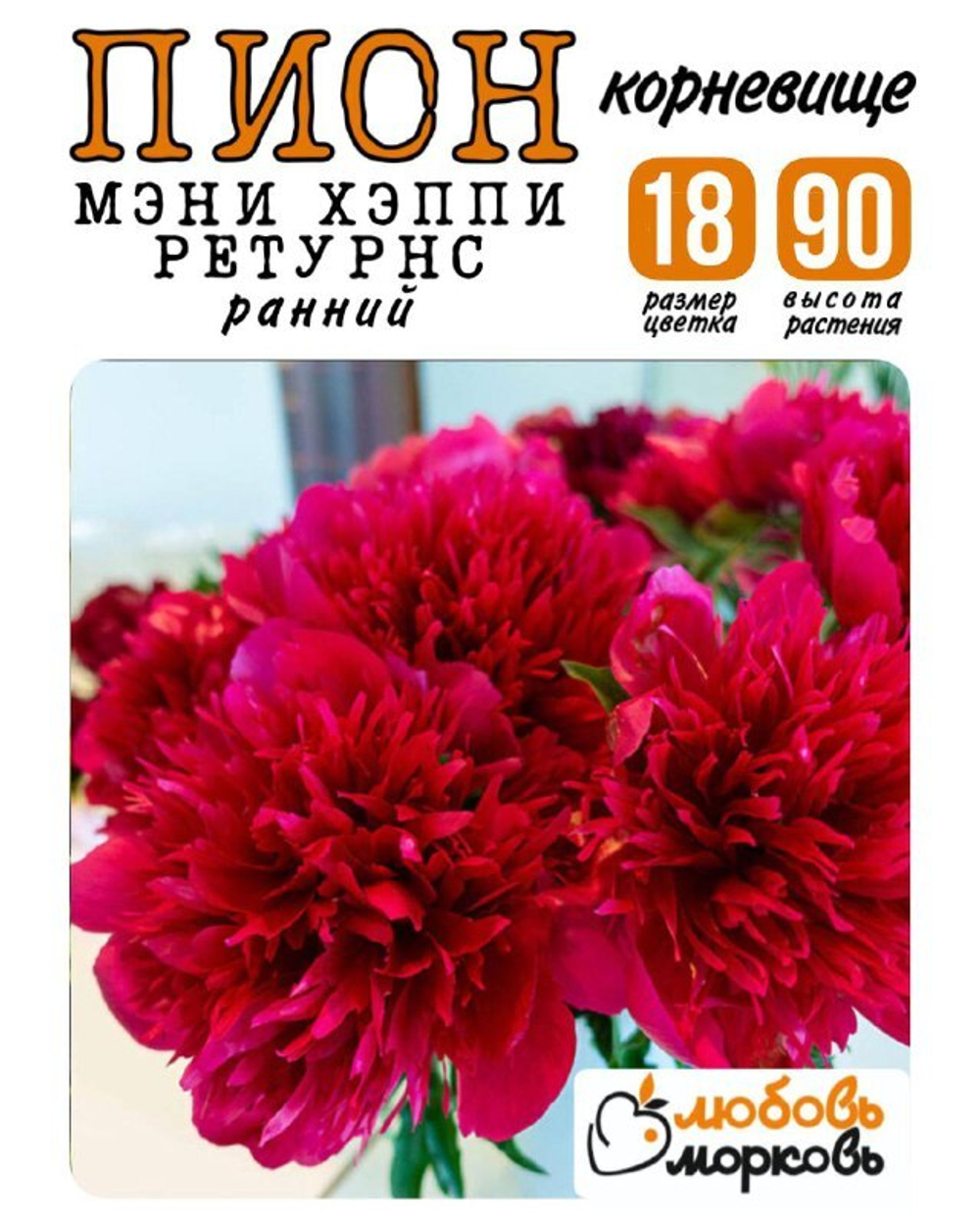 Пион Корневище, Мэни Хэппи Ретурнс, , 1шт (Любовь Морковь)