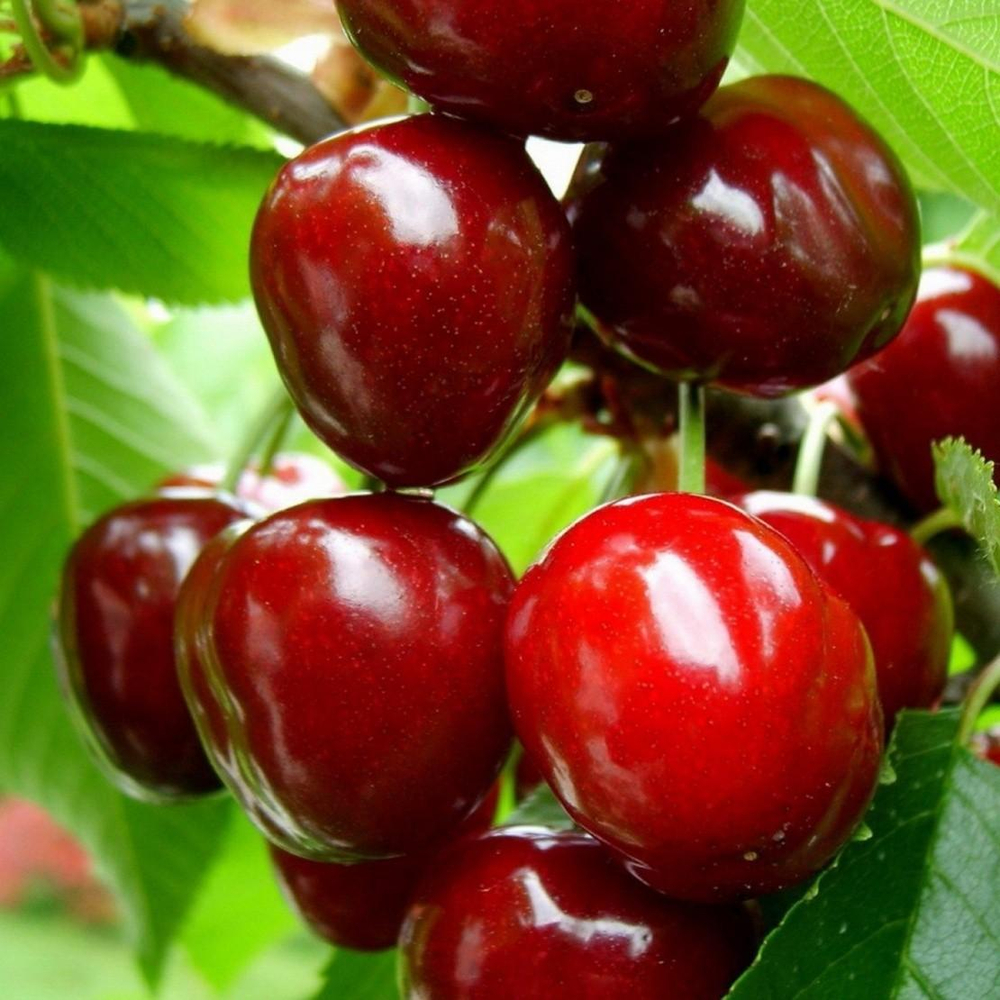 Черешня Родина