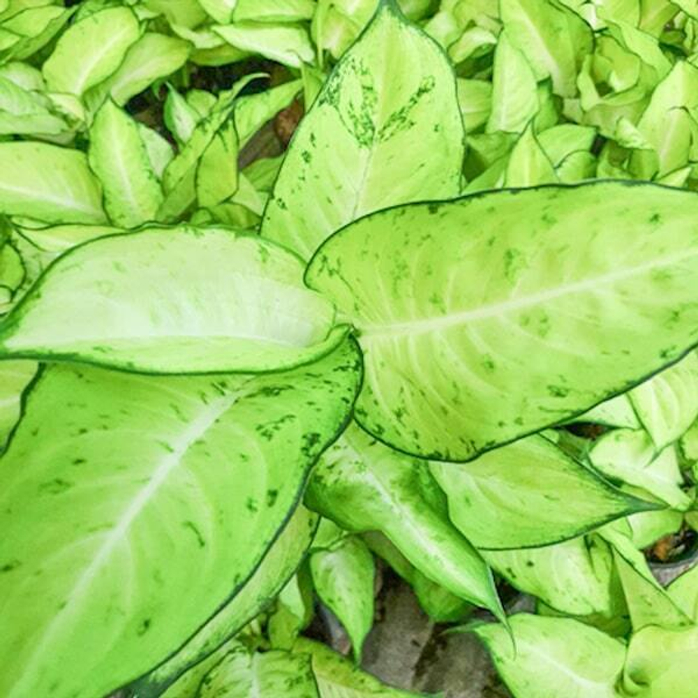 Диффенбахия SEDTHEE PHO THONG (A109)