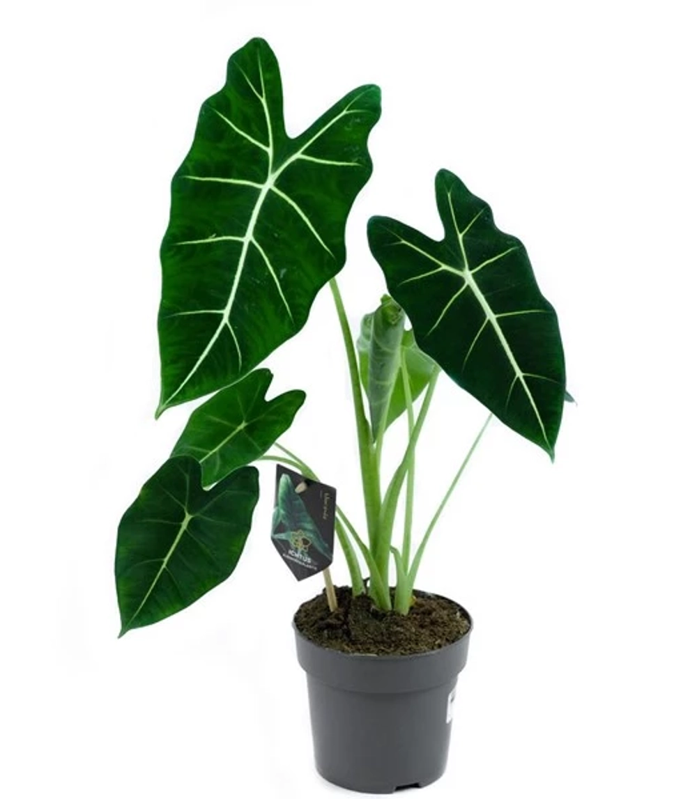 Алоказия Фрайдек