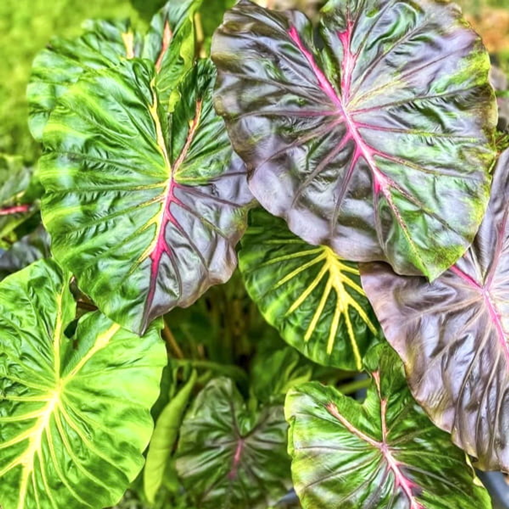 Колоказия BELAIL