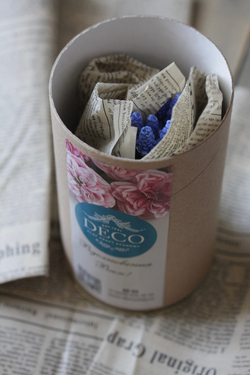 Мускари. Мышиный гиацинт