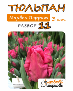 Тюльпан Луковица, Марвел Пэррот, 3шт